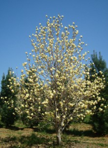 magnolia elizabeth