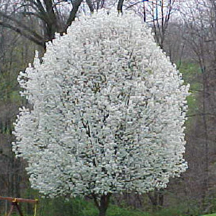 redspire flowering pear