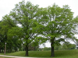 willow oak