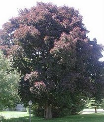 black maple tree